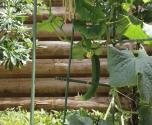 保育園野菜栽培